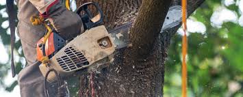 Best Fruit Tree Pruning  in St Clair, MO
