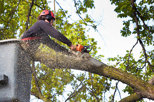 Best Stump Grinding and Removal  in St Clair, MO